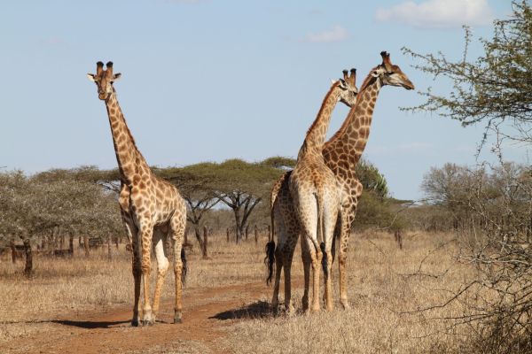 Safari en famille: Ce qu'il faut savoir